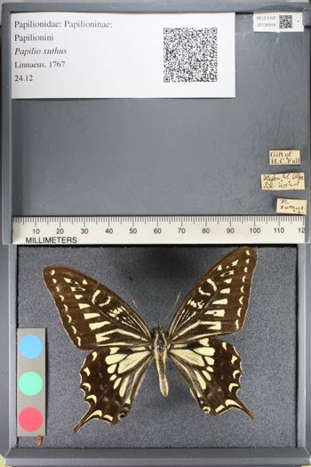Media type: image;   Entomology 136918